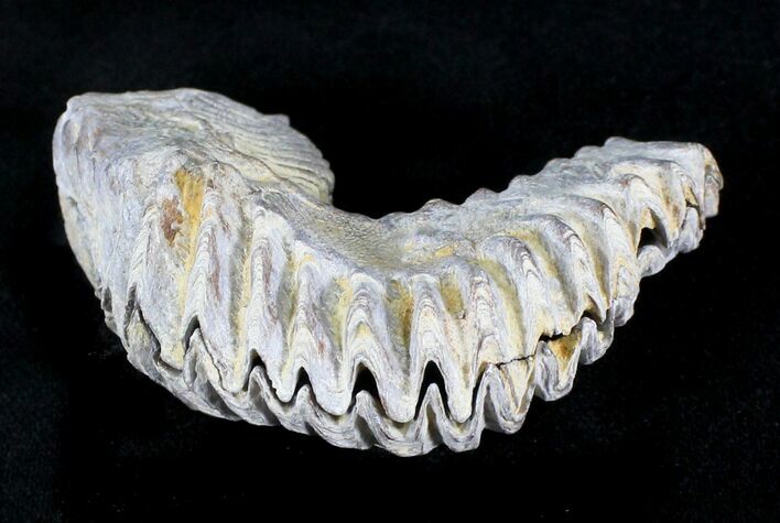 Cretaceous Fossil Oyster (Rastellum) - Madagascar #23603